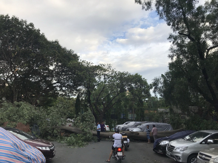 Nhiều cây xanh ngã đổ trong dông gió ở Sài Gòn - Ảnh 2.