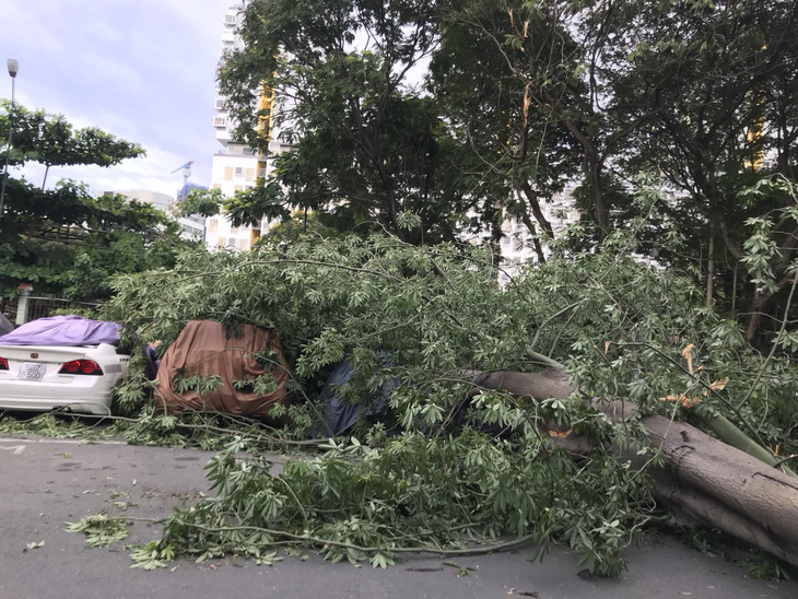 Nhiều cây xanh ngã đổ trong dông gió ở Sài Gòn - Ảnh 4.