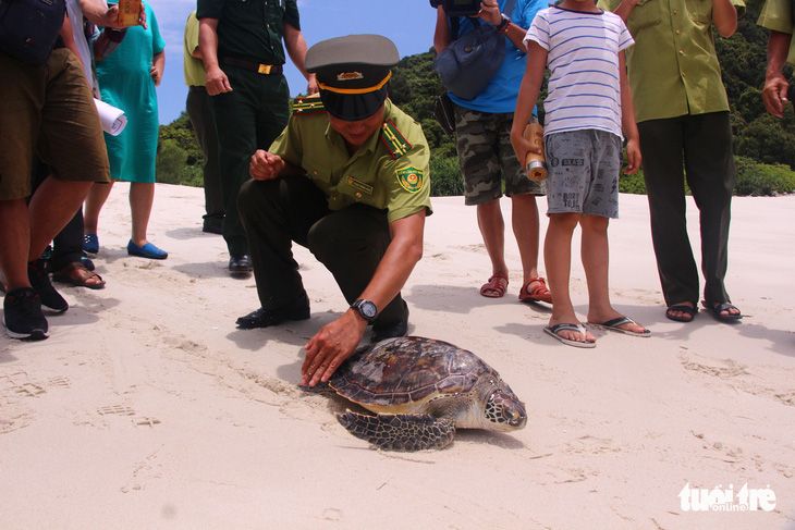 Thả rùa quý hiếm nặng hơn 20kg về biển - Ảnh 1.