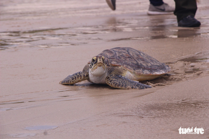 Thả rùa quý hiếm nặng hơn 20kg về biển - Ảnh 2.