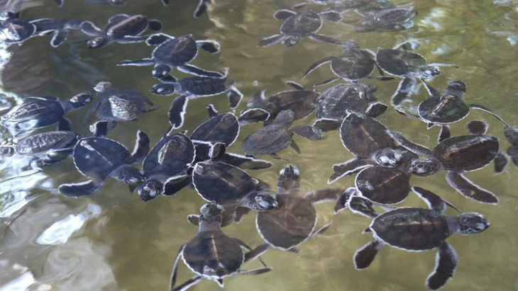 Đi Sri Lanka, Indonesia học bảo tồn rùa biển - Ảnh 6.