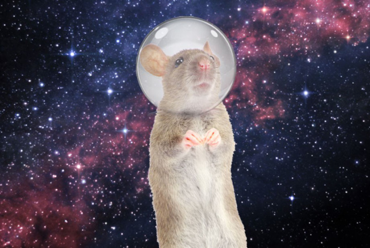 Mỹ đưa 20 chú chuột lên Trạm không gian quốc tế - Ảnh 2.