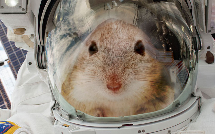 Mỹ đưa 20 chú chuột lên Trạm không gian quốc tế