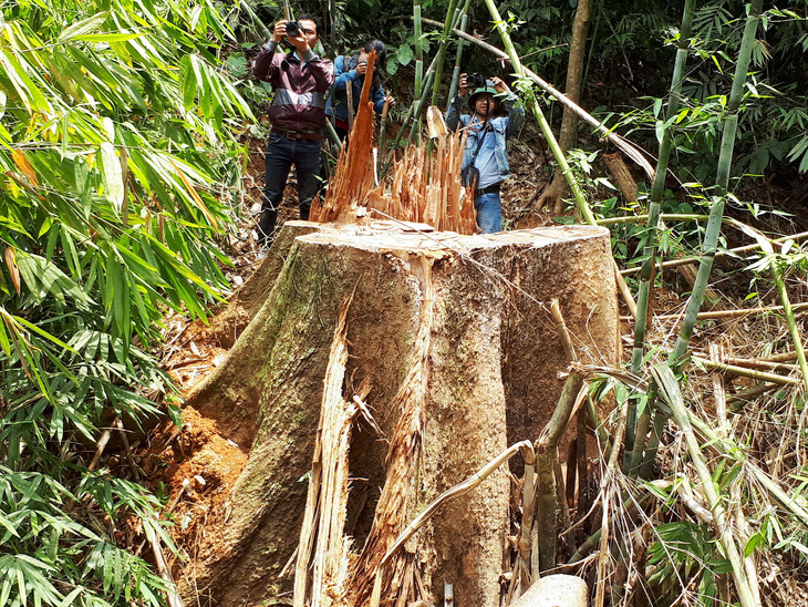 Truy nã 2 nghi can cầm đầu phá rừng lim xanh Quảng Nam - Ảnh 1.