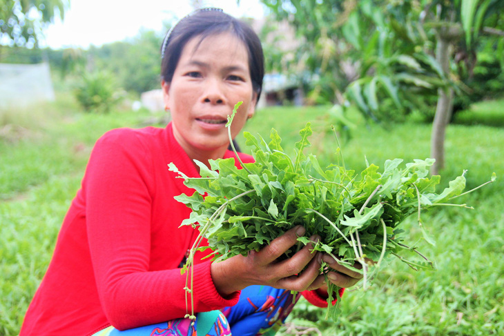 Làm giàu nhờ cây sâm biển - Ảnh 2.