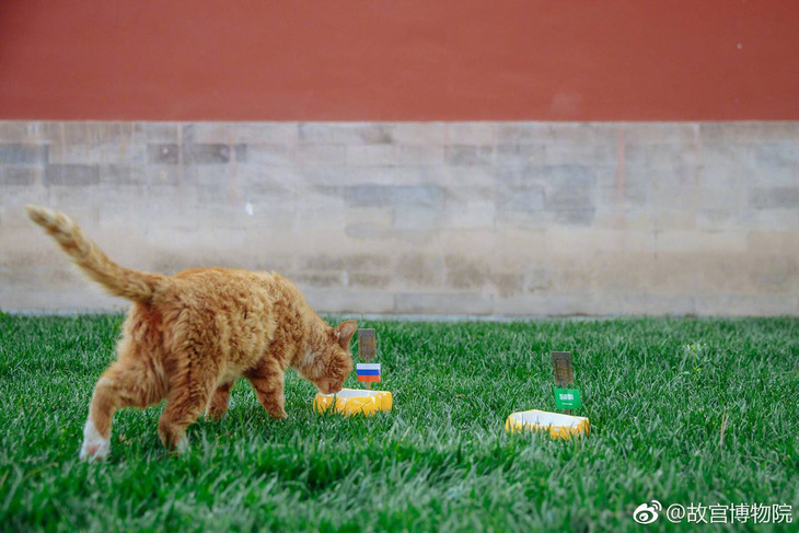 Fan Trung Quốc đau buồn vì tiên tri World Cup mèo hoàng đế qua đời - Ảnh 2.
