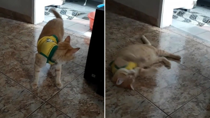 Khi chó mèo biết té và ăn vạ giống Neymar ở World Cup - Ảnh 2.