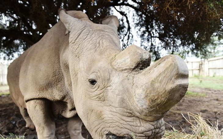 Loài tê giác trắng phương Bắc có thể thoát nguy cơ tuyệt chủng