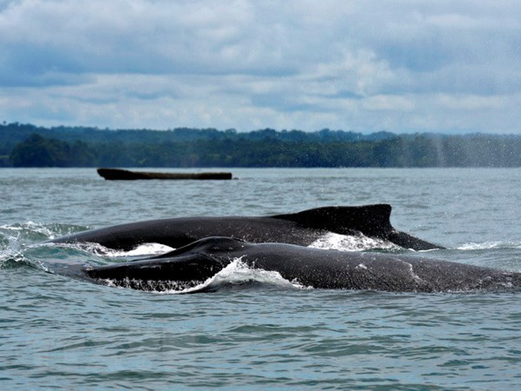 Colombia bắt đầu mùa du lịch độc đáo ngắm cá voi lưng gù - Ảnh 1.