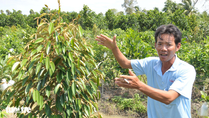 Thấy trồng sầu riêng dễ ăn, nhiều nông dân lại bỏ lúa - Ảnh 1.