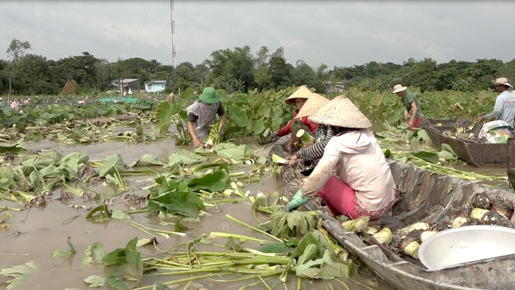 Lũ đồng bằng sông Cửu Long lên nhanh, nhiều nơi bị thiệt hại - Ảnh 1.