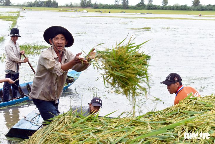 Sáng đêm giữ đê cứu lúa - Ảnh 8.