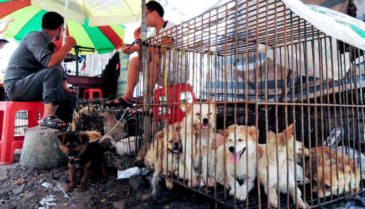 Vòng quanh thế giới thịt chó - kỳ 2: Ăn thịt chó ở Hàn Quốc và Trung Quốc - Ảnh 3.