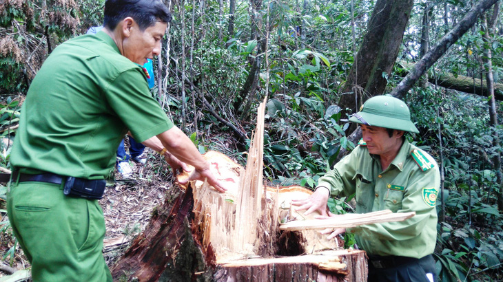 Tòa quân sự xét xử 21 người phá rừng pơ mu ở Quảng Nam - Ảnh 5.
