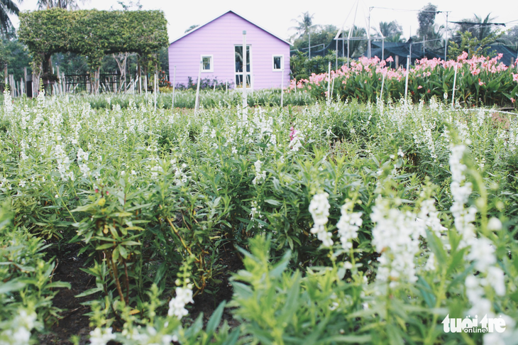 Vườn hoa tam giác mạch  xuất hiện ở Sài Gòn - Ảnh 7.