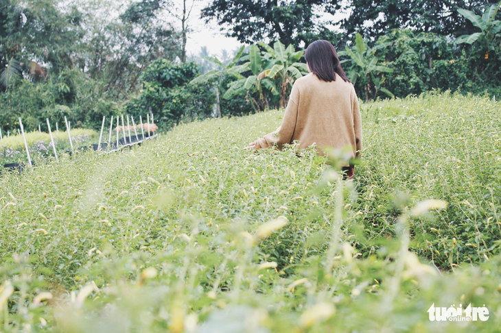 Vườn hoa tam giác mạch  xuất hiện ở Sài Gòn - Ảnh 9.