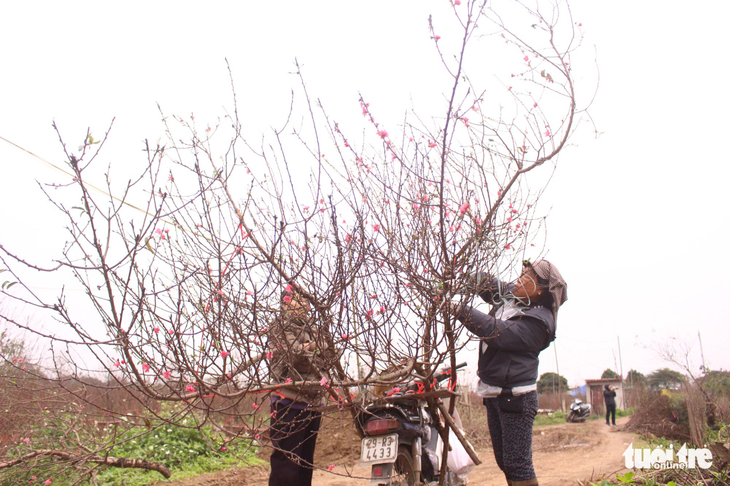 Đào Nhật Tân xuống phố sớm - Ảnh 1.