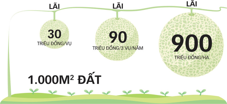 Trồng dưa lưới công nghệ cao nơi cù lao - Ảnh 2.