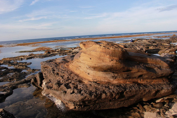 Phát hiện hóa thạch san hô độc nhất vô nhị ở Lý Sơn - Ảnh 1.