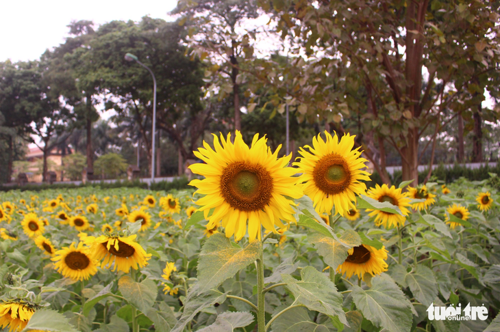 Vườn hoa mặt trời 2.000m2 khoe sắc giữa thủ đô - Ảnh 3.
