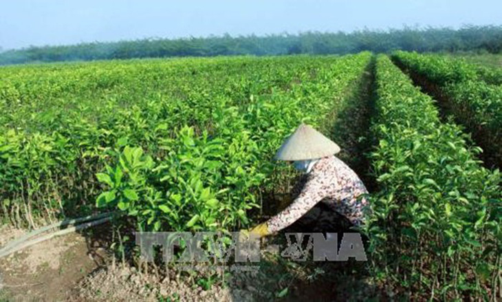 Tạo lập cơ chế tích tụ, tập trung ruộng đất cho sản xuất quy mô - Ảnh 1.