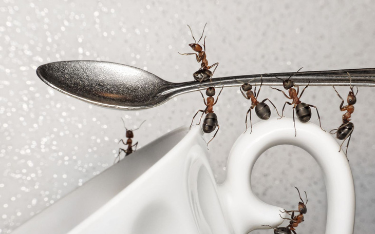 No medicine is needed to kill ants!