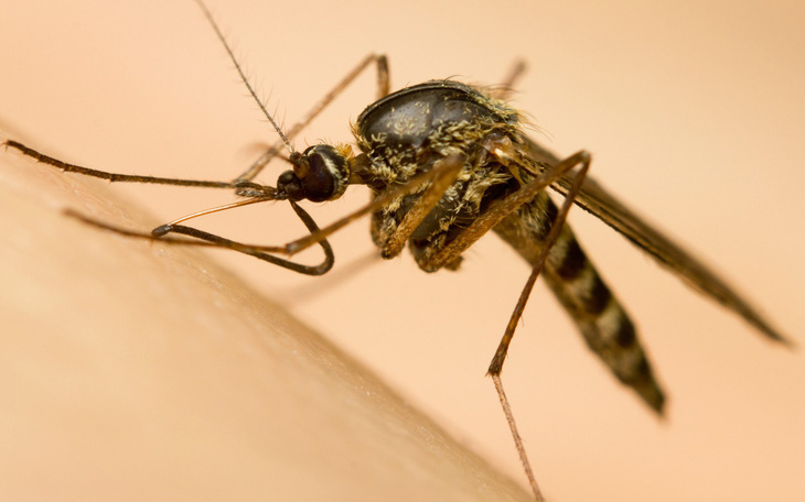 Vì sao có người thường bị muỗi chích, người thì không?