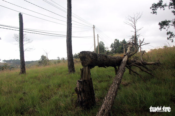 Hơn 50% cán bộ, đảng viên huyện Ea Súp sử dụng 2.000ha đất rừng - Ảnh 1.