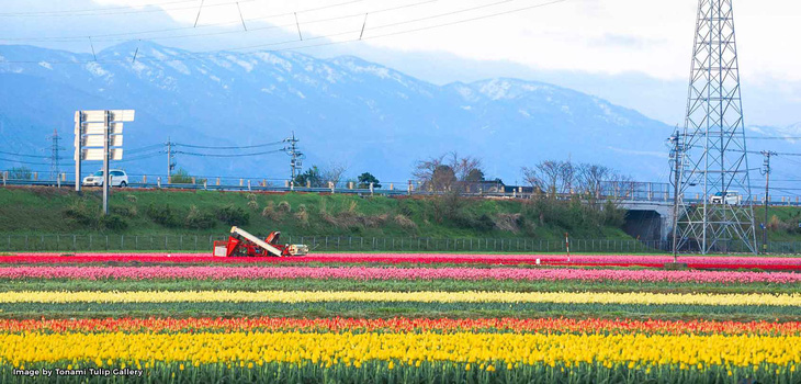 Cung điện hoa tulip rực rỡ ở Nhật Bản - Ảnh 9.