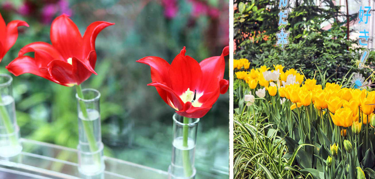 Cung điện hoa tulip rực rỡ ở Nhật Bản - Ảnh 2.