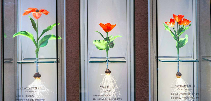Cung điện hoa tulip rực rỡ ở Nhật Bản - Ảnh 3.