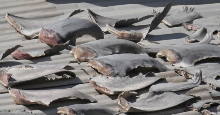 Bộ Công thương yêu cầu báo cáo vụ phơi vây cá mập trên mái nhà - Ảnh 1.