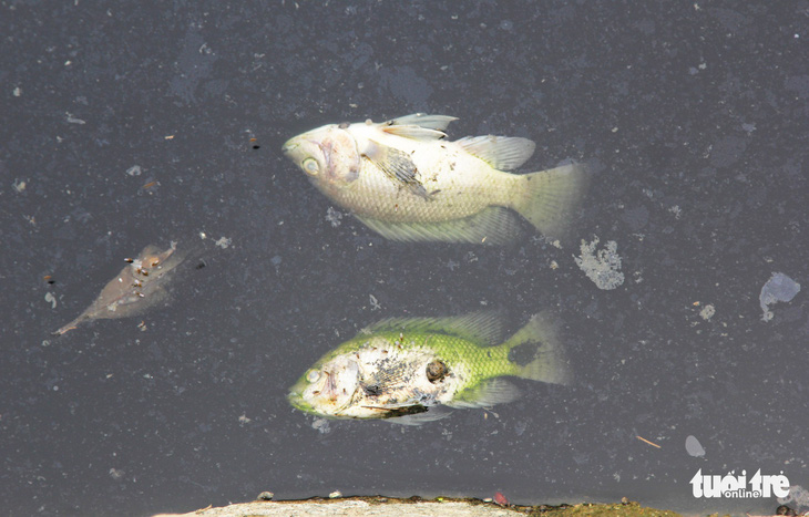 Cá chết trắng gây ô nhiễm hào thành cổ Vinh - Ảnh 8.