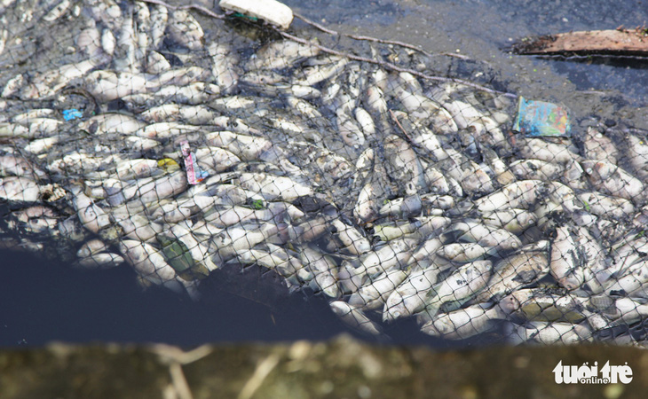 Cá chết trắng gây ô nhiễm hào thành cổ Vinh - Ảnh 9.