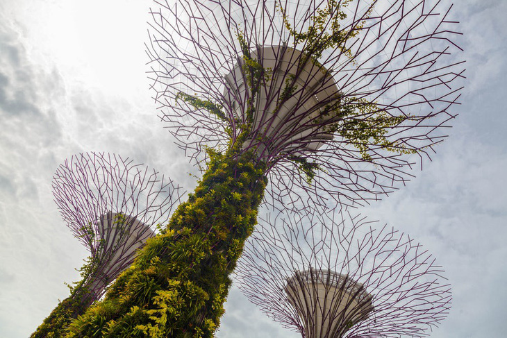 Khu rừng nhân tạo gây tranh cãi ở Singapore - Ảnh 4.