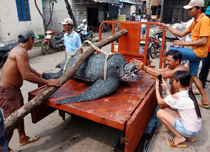 Rùa quý hiếm nặng trên 150kg chết ngạt vì dính lưới giã cào - Ảnh 1.