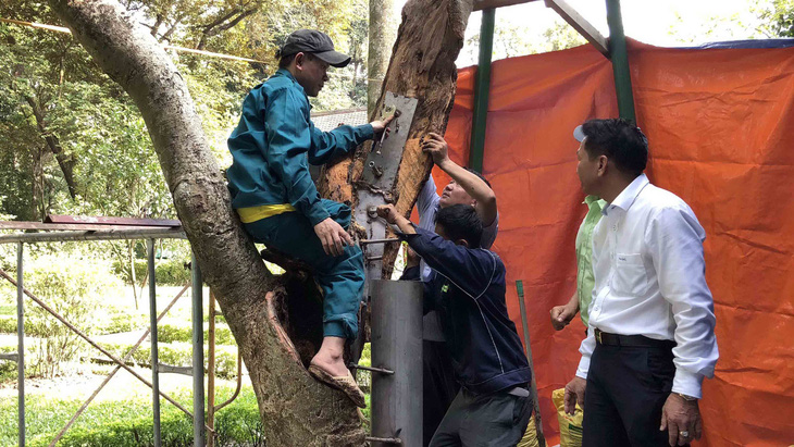 cây nhà bác hồ