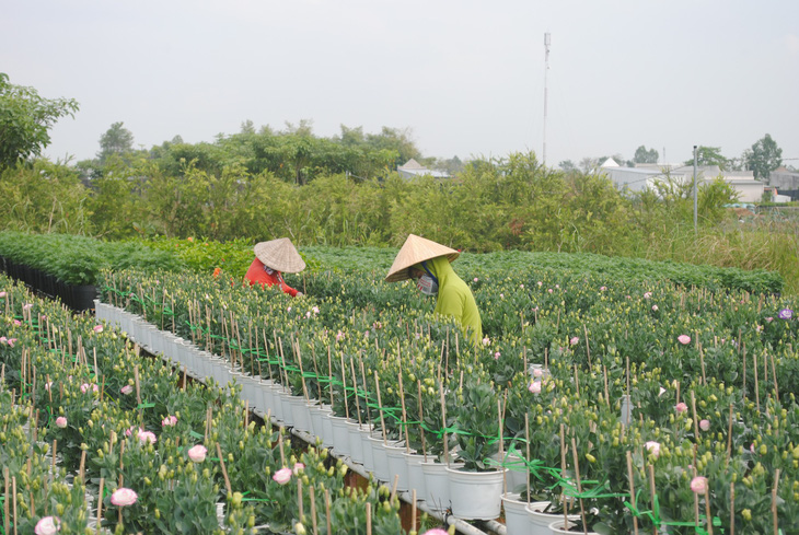 Làng hoa lớn nhất miền Tây chính thức thu phí tham quan 20.000 đồng - Ảnh 3.