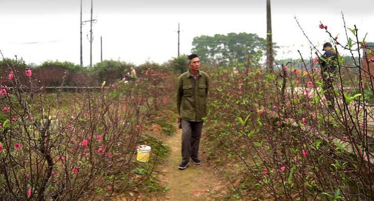 Bàng hoàng 200 gốc đào bị bẻ cành, chặt ngọn tan hoang trong đêm - Ảnh 3.