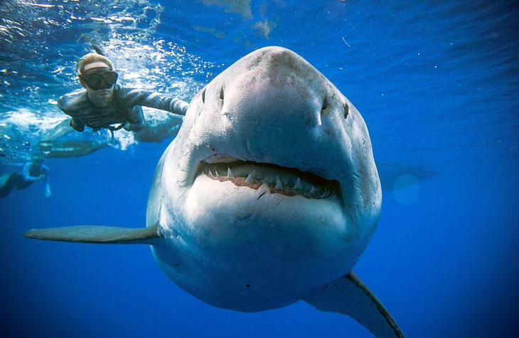 Lặn biển, chạm mặt cá mập trắng lớn nhất thế giới - Ảnh 2.