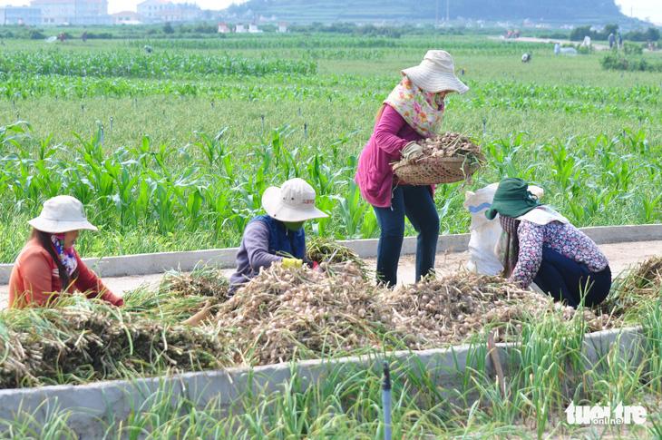 Giải cứu tỏi Lý Sơn với mỗi ký giá 60.000 đồng - Ảnh 5.