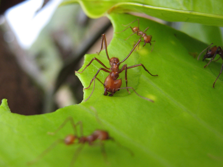 Phát hiện loài kiến gây hiệu ứng nhà kính không thua con người - Ảnh 1.