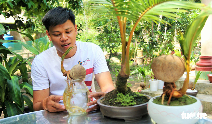 Độc đáo bonsai dừa của chàng trai Bến Tre - Ảnh 1.