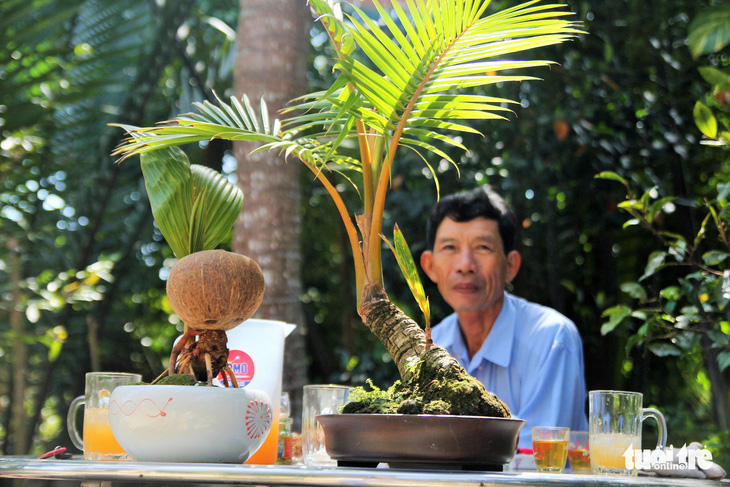 Độc đáo bonsai dừa của chàng trai Bến Tre - Ảnh 3.
