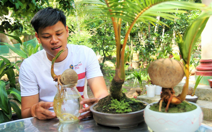 Độc đáo bonsai dừa của chàng trai Bến Tre