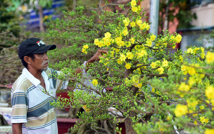 Muôn hoa khoe sắc đón xuân Kỷ Hợi