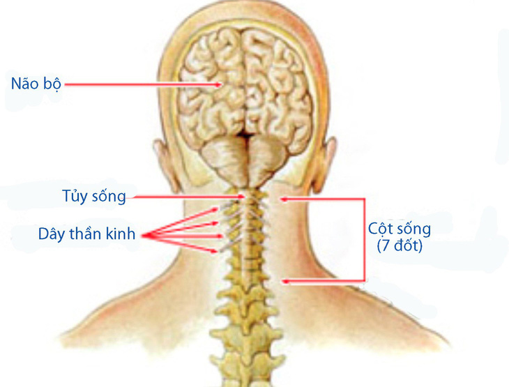 Đau cổ - Ảnh 1.