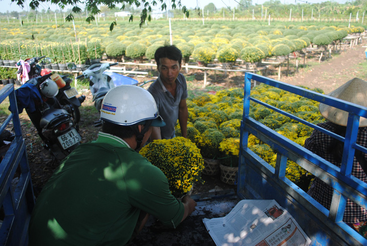 Hoa Sa Đéc rời giàn, nông dân vui vì giá tăng 10%  - Ảnh 4.