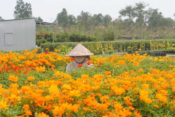 Hoa Sa Đéc rời giàn, nông dân vui vì giá tăng 10%  - Ảnh 2.