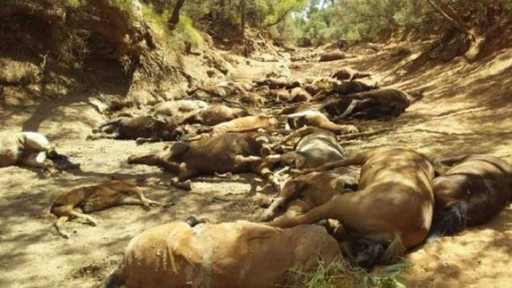 Nắng quá nóng, ngựa hoang ở Úc chết cả bầy như bị thảm sát - Ảnh 1.